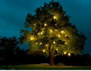 Permanent festival lighting added to this majestic tree makes the perfect spot to mingle under in the evening.
